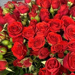 Букет из 25 красных кустовых роз (Кения)