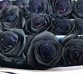 Букет из 101 черной розы (Эквадор) 60 см