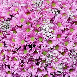 Букет из 101 кустовой розовой хризантемы с гипсофилой