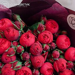 Букет из 25 красных кустовых пионовидных роз Red Piano 40 см