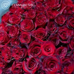 Букет из 101 красной с темной каймой розы (Россия) 40 см