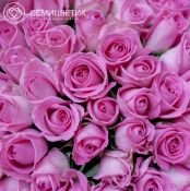 Букет из 51 розовой розы (Кения) 40 см Standart