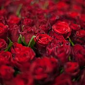 Композиция из 501 красной розы Standart 40 см (Кения) в корзине
