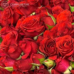 Букет из 101 красной кустовой розы (Кения)