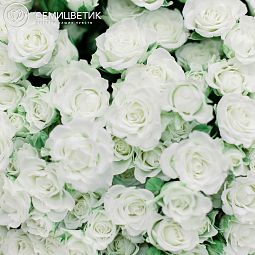 Букет из 101 белой кустовой розы Snowflake 40 см (Кения)