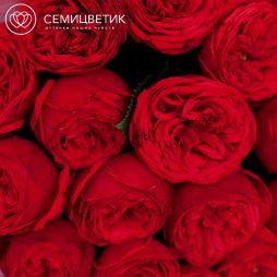 Букет из 15 красных одноголовых пионовидных роз Red Piano 40 см