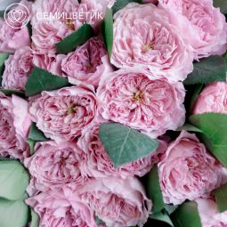 Букет из 25 розовых пионовидных роз 40 см Mayra's Pink