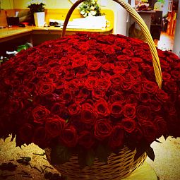 Композиция из 501 красной розы в корзине (Россия)