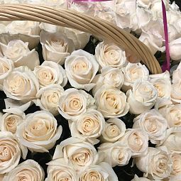 301 белая роза Эквадор в корзине