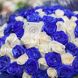 Букет из 71 белой и синей розы